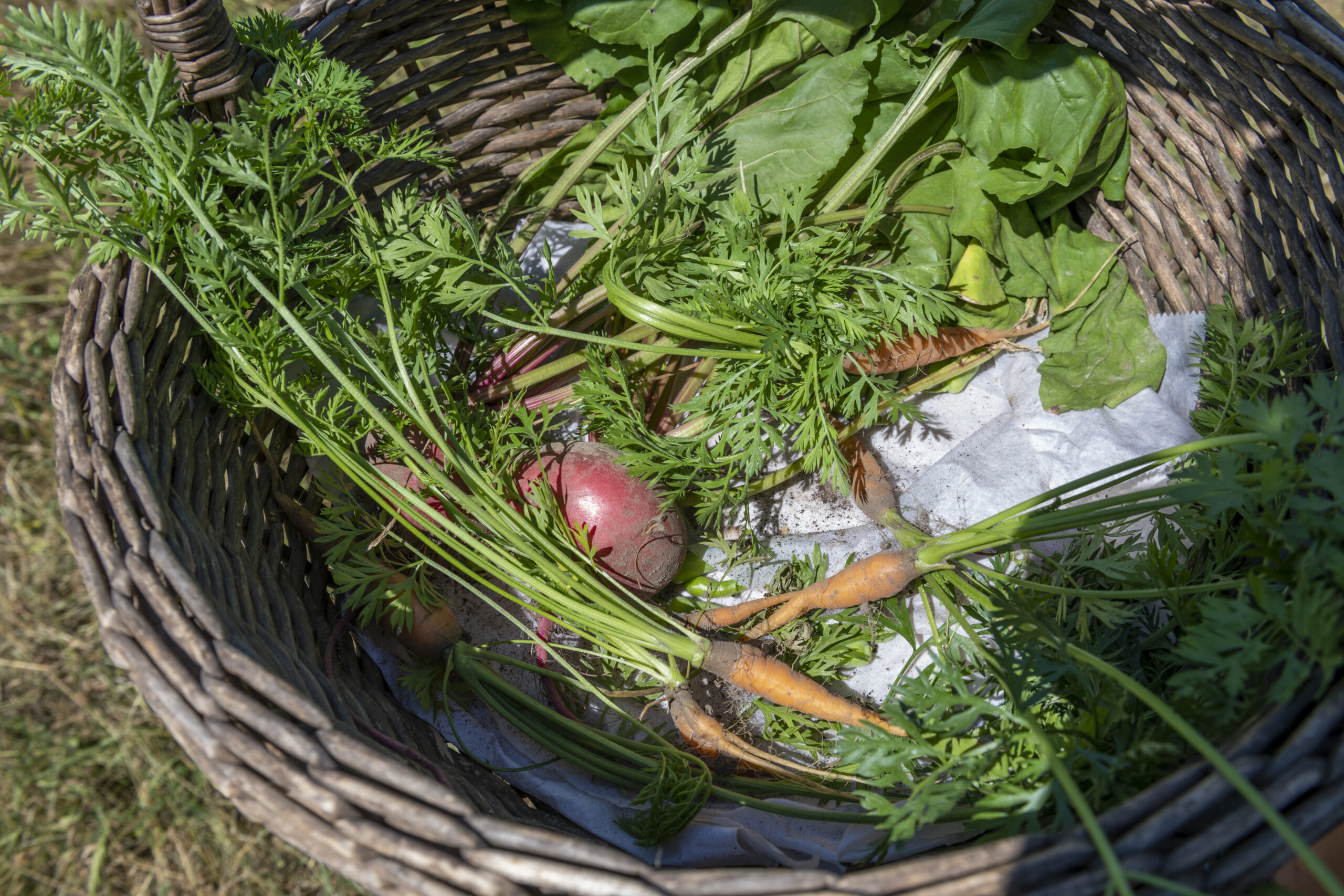 a basket of herbs and veegetables