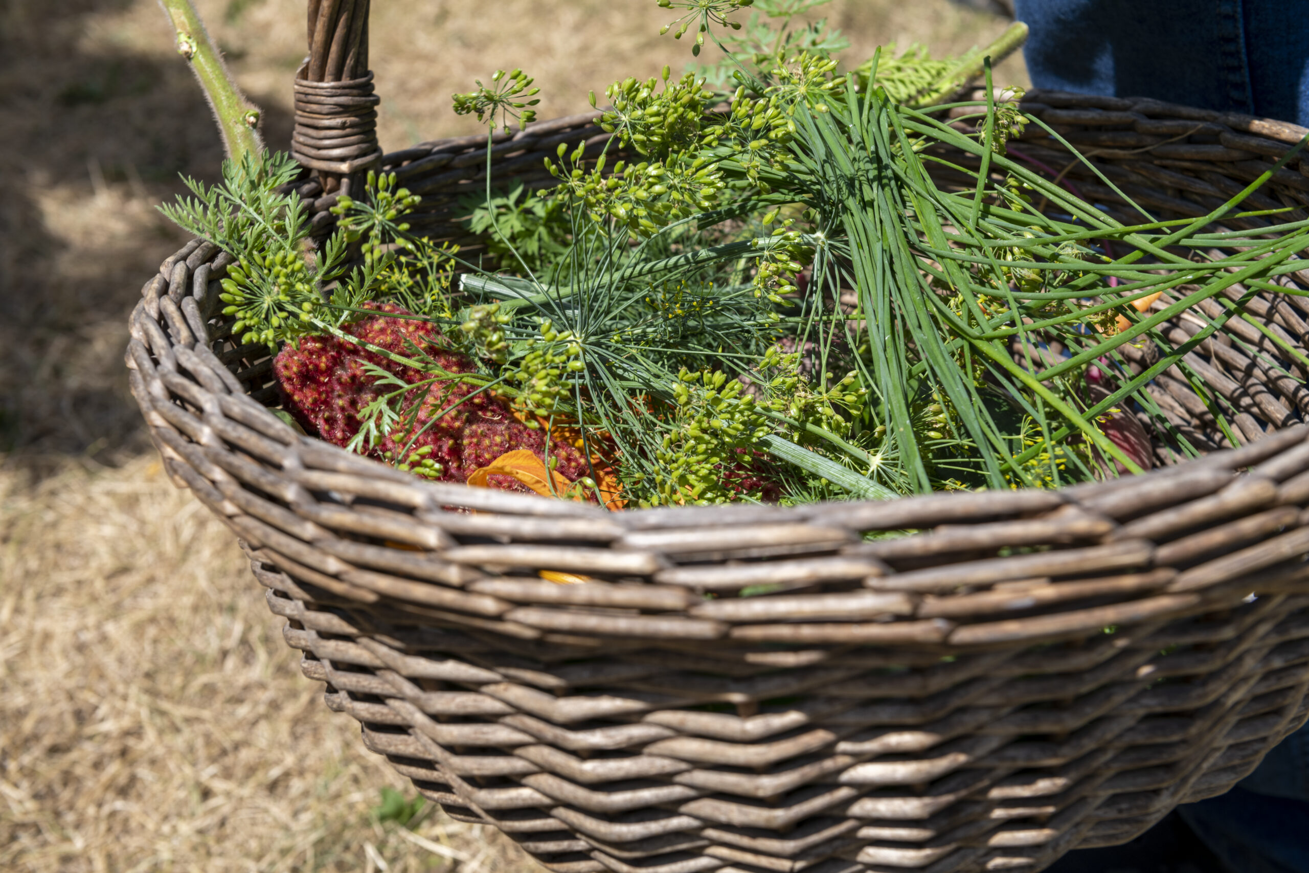 a basket of herbs and veegetables